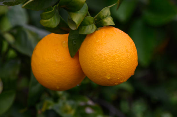 istock Plump oranges hang from lush green branches under the bright sunlight in a vibrant orchard 2195658625