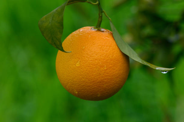 A vibrant orange fruit dangles from a leafy branch in a sunlit garden, showcasing nature's bounty and beauty.