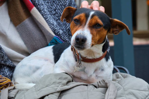 istock Small jack russell terrier relaxing on its owner's lap, being petted 2195658718