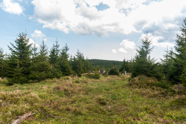 small meadow with young spruce trees around and hill covered by older forest on the background - Jeleni loucky hill summit in Jeseniky mountains in Czech republic during springtime