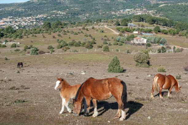 istock Horse family 2195661393