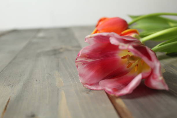 Pink tulip on a gray background with space for copyspace text. Caring for tulips.