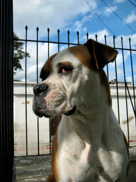 A brown and white stray dog sasses the camera after encountering an amateur photog on the streets of Antigua, Guatemala.