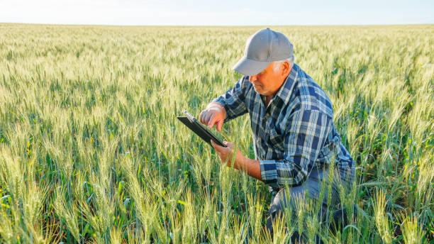 istock Elderly farmer surfing tablet in a wheat field countryside 2195666562