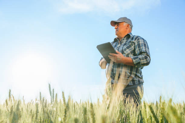 istock Side view of serious elderly male farmer scrolling tablet while standing in wheat field 2195666566