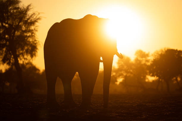 African bush elephant stands silhouetted by sun
