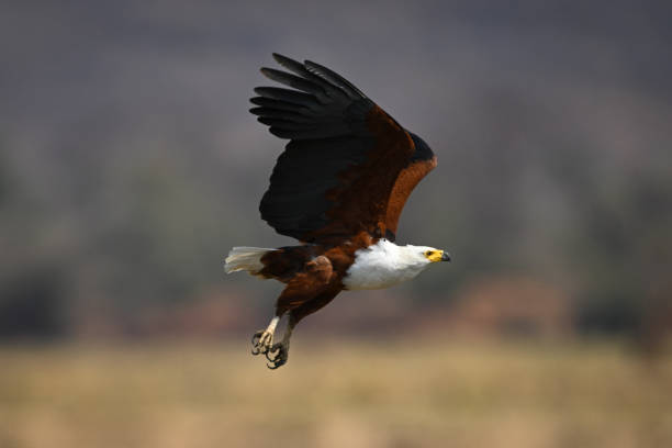 istock African fish eagle takes off on riverbank 2195669303