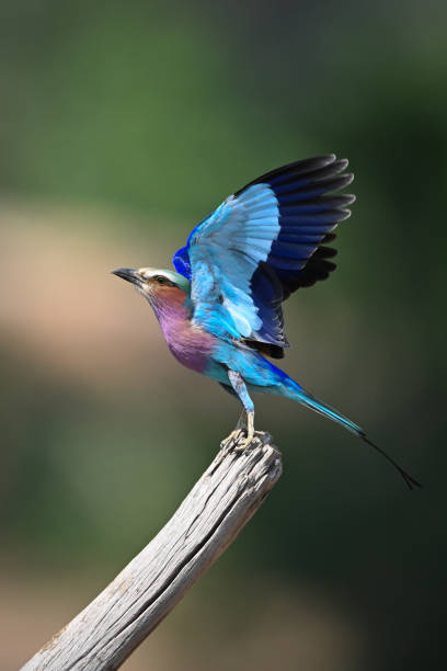 istock Lilac-breasted roller raises wings to leave stump 2195669413