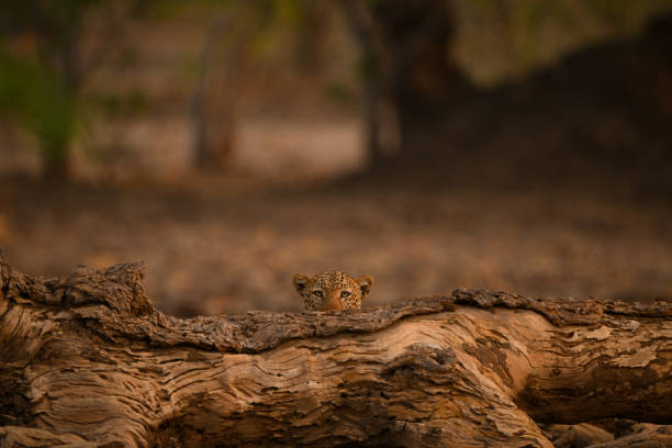 Male leopard lies peeping over dead log