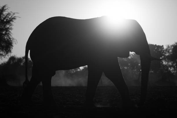 Desert-adapted elephants in Namibia have evolved to survive in the harsh, arid environment, traveling long distances for food and water.
