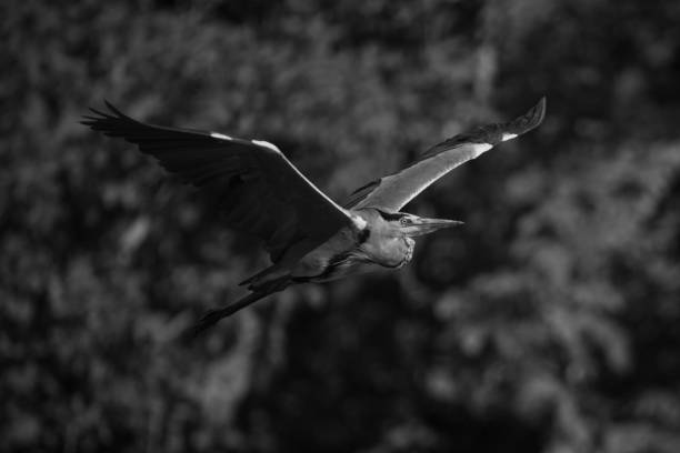 istock Mono grey heron flies past leafy trees 2195669515
