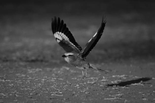 istock Mono lilac-breasted roller crosses earth raising wings 2195669562