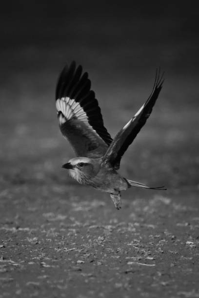 istock Mono lilac-breasted roller crosses earth lifting wings 2195669564