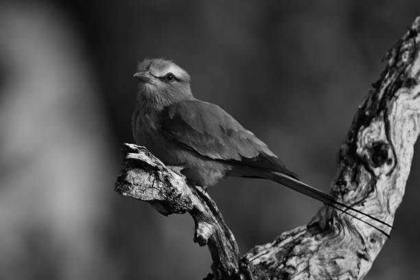 istock Mono lilac-breasted roller on branch watches camera 2195669566