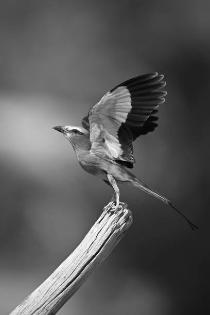 istock Mono lilac-breasted roller raises wings leaving stump 2195669567