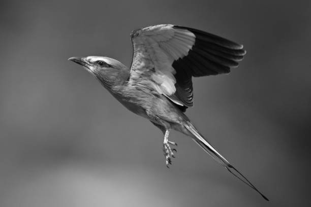 istock Mono lilac-breasted roller flies against blurred background 2195669582