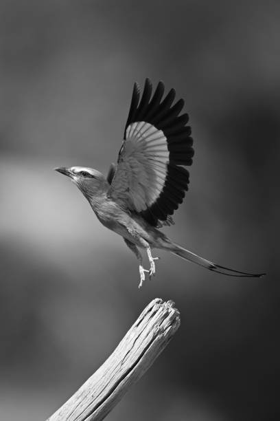 istock Mono lilac-breasted roller takes off from log 2195669587