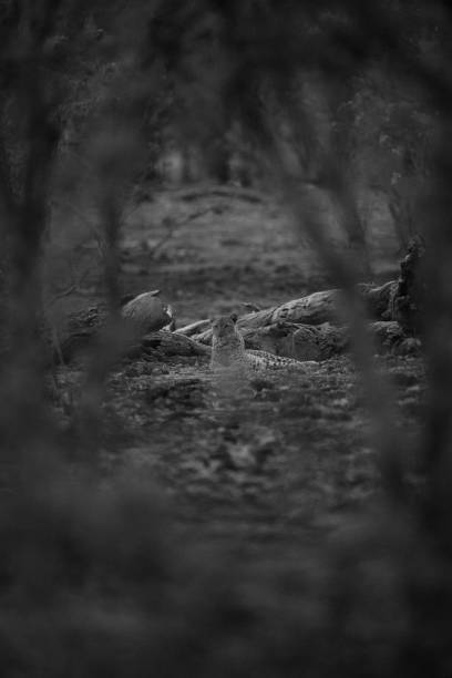 Mono male leopard near log watching camera