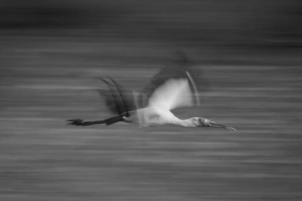 Mono slow pan of stork flying past