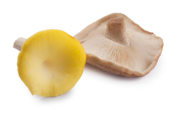 Studio shot of Chanterelle and Shiitake mushrooms cut out against a white background