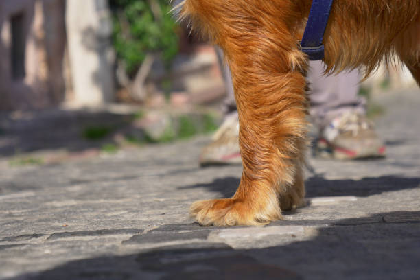 A golden dogs paw rests gently on a sunlit cobblestone road, embodying a perfect day