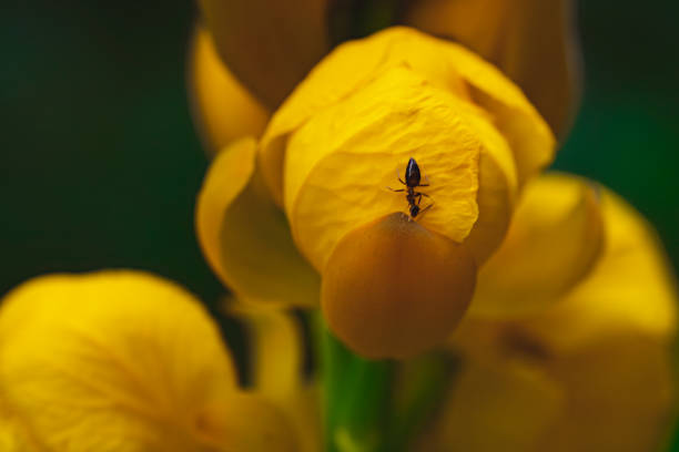 A single ant having a drink on a tiger lily petal