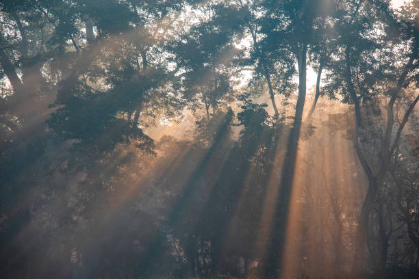 Sunbeams are filtering through the canopy of a foggy forest, creating a magical and enchanting atmosphere with the light rays illuminating the mist