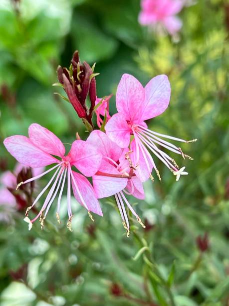 istock Pink flowers in tropical garden 2195676969