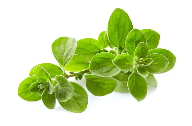 Marjoram twigs on white background