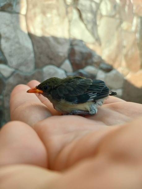 istock A little flowerpecker bird sitting on a man's palm 2195679891