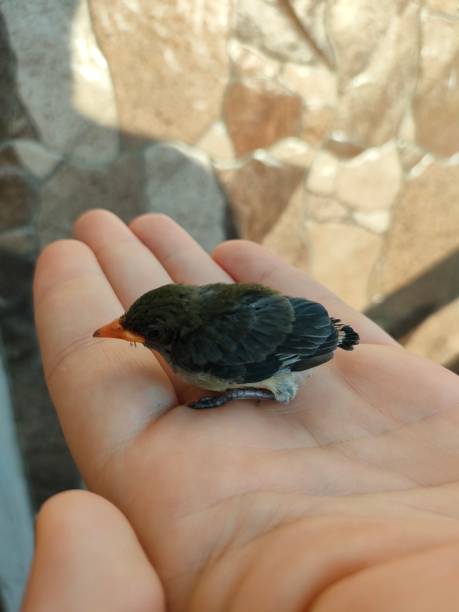 istock A little bird sitting on a palm with eye closed 2195680249