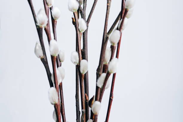 istock Close-Up of Elegant Pussy Willow Branches With White Fluffy Buds on Light Background 2195683199