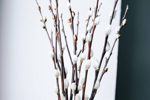 Close-Up of Elegant Pussy Willow Branches With White Fluffy Buds on Light Background