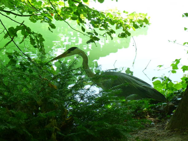 istock great blue heron hidden among the green branches 2195685440