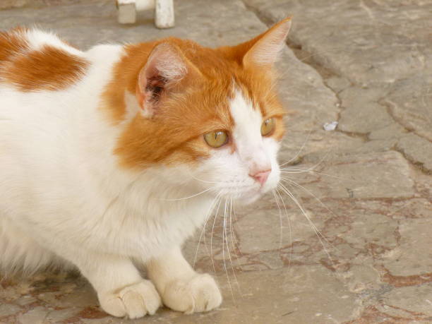 cat photographed on the street on a Greek island