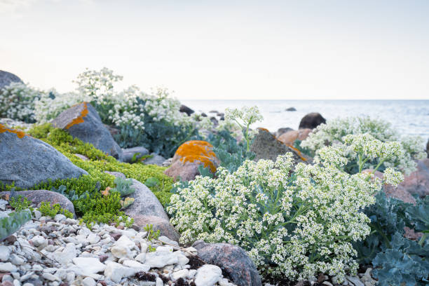 Stony beach with blooming Sea kale (Crambe maritima) plants growing by seaside. Sea kale, close up of white flowers on the beach - natural wellness.