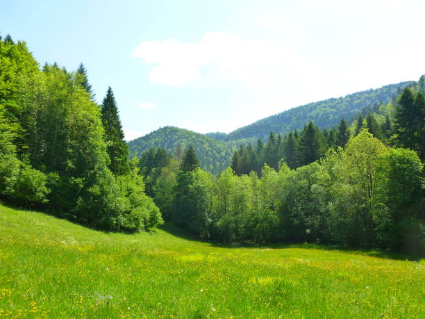 istock mountain hike through meadows and fir forest 2195686512