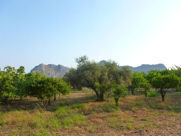 istock Olive fields against a backdrop of Greek mountains 2195686695