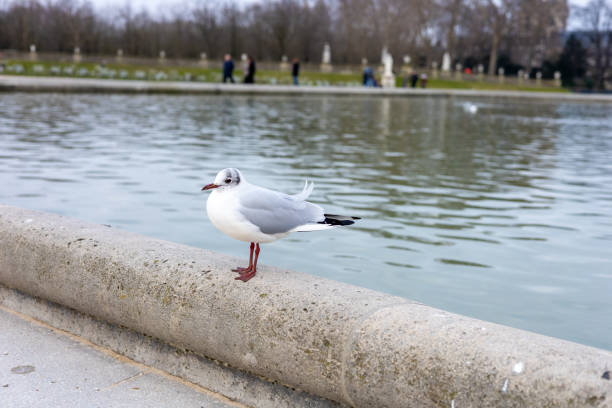 istock Seagull perched by tranquil pond in urban park during a calm afternoon 2195687342