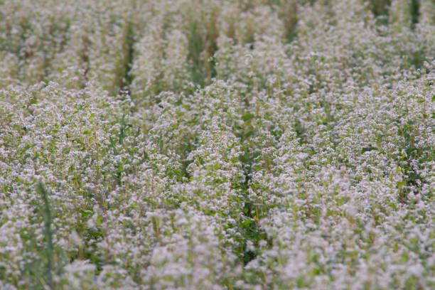 A close-up view of an oat field at dusk near Livno in Bosnia and Herzegovina