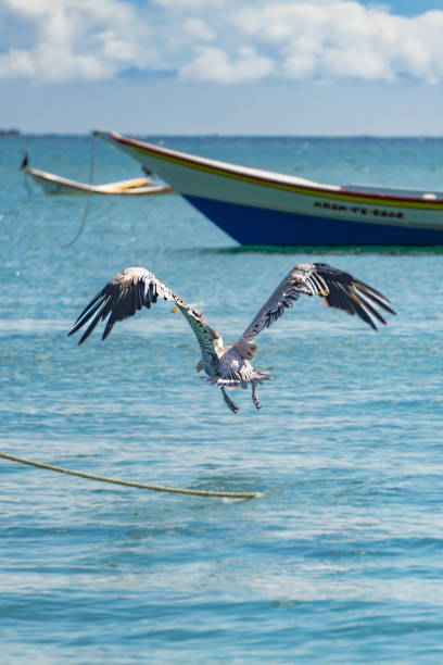 A majestic pelican is captured in mid-flight, soaring gracefully above a vibrant array of colorful boats in a serene coastal setting. The contrast between the bird's powerful presence and the tranquil waters creates a captivating scene