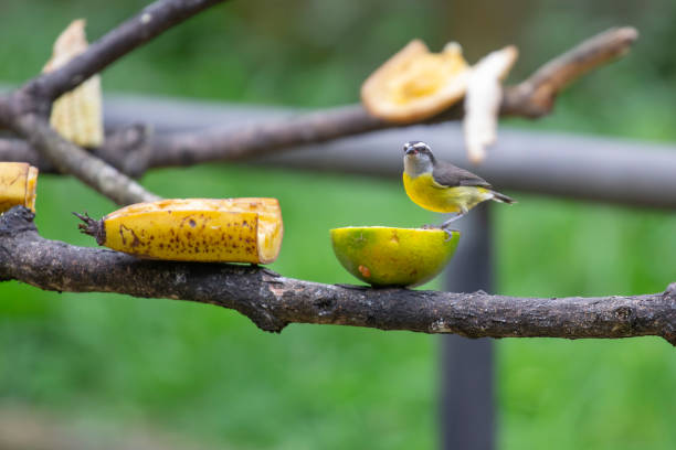 Bananaquit (Coereba flaveola) with tropical fruits.