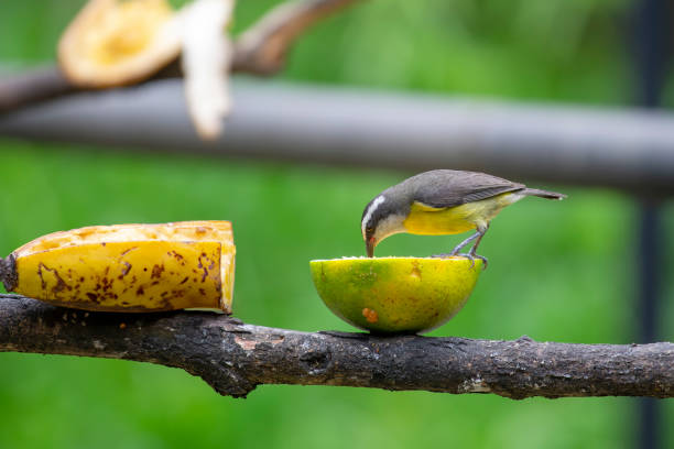 istock Bananaquit (Coereba flaveola) feeding on an orange. 2195688123