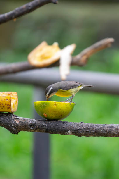 istock Bananaquit (Coereba flaveola) feeding on an orange. 2195688125