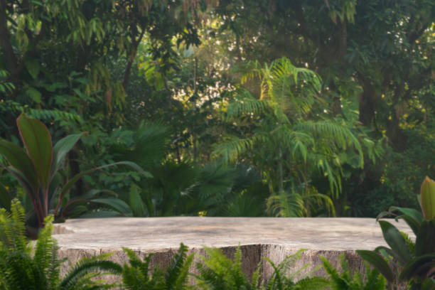 istock Wood stump podium table top on grass outdoors in tropical forest nature background.natural product present pedestal wooden stand display,healthy life or eco concept. 2195688323