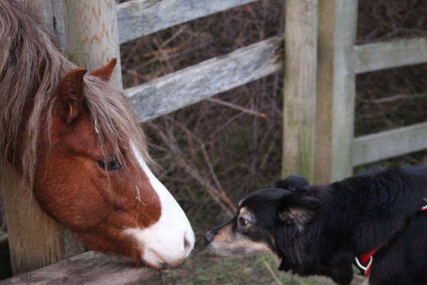 istock Horse and dog touching noses 2195688508