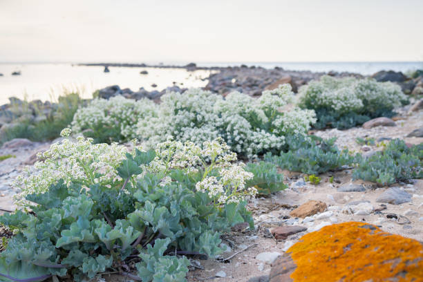 Stony beach with blooming Sea kale (Crambe maritima) plants growing by seaside. Sea kale, close up of white flowers on the beach - natural wellness.
