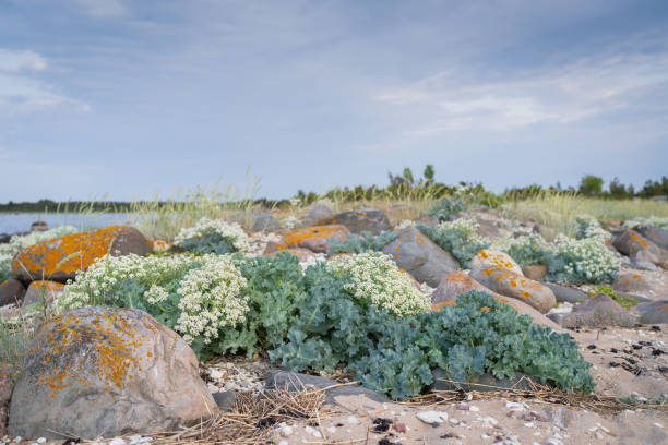 Stony beach with blooming Sea kale (Crambe maritima) plants growing by seaside. Sea kale, close up of white flowers on the beach - natural wellness.