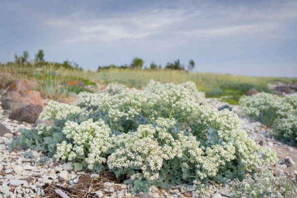 Stony beach with blooming Sea kale (Crambe maritima) plants growing by seaside. Sea kale, close up of white flowers on the beach - natural wellness.