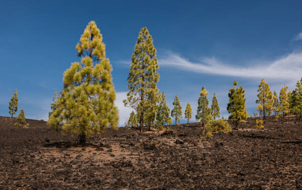 istock Landscape of a volcanic terrain with sparse pine trees 2195689721